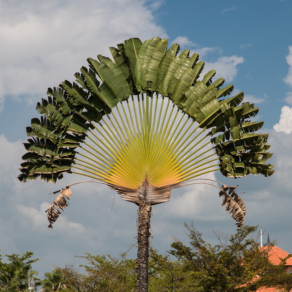Ravenala-madagascariensis