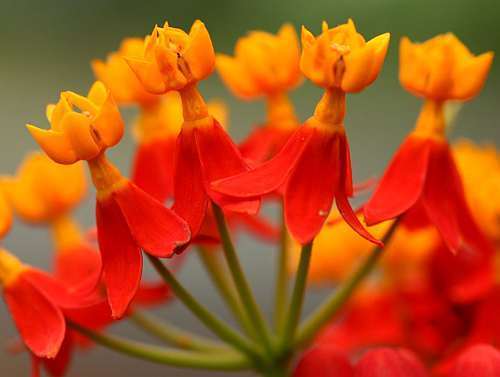 Asclepias_curassavica1 (1)