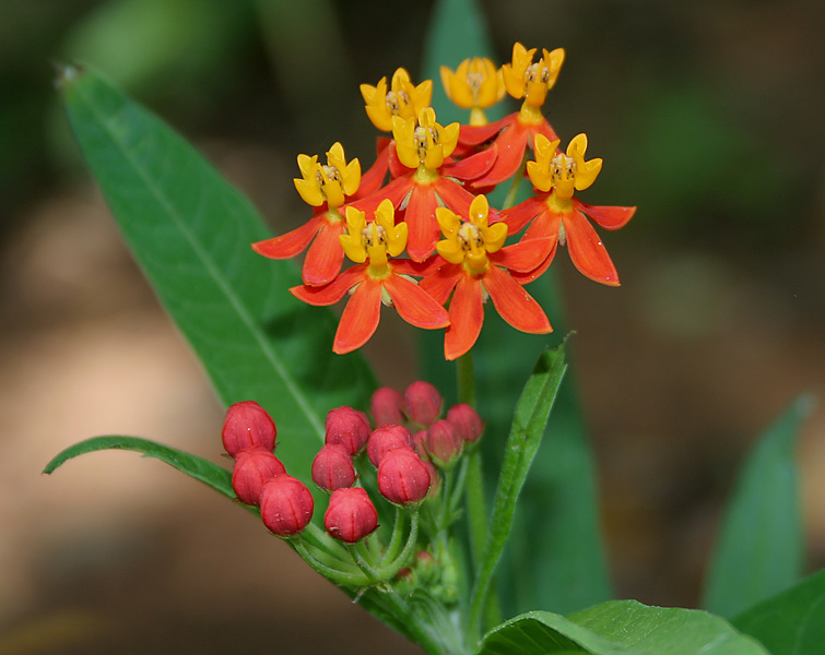 Asclepias_curassavica_(Mexican_Butterfly_Weed)_W_IMG_1570