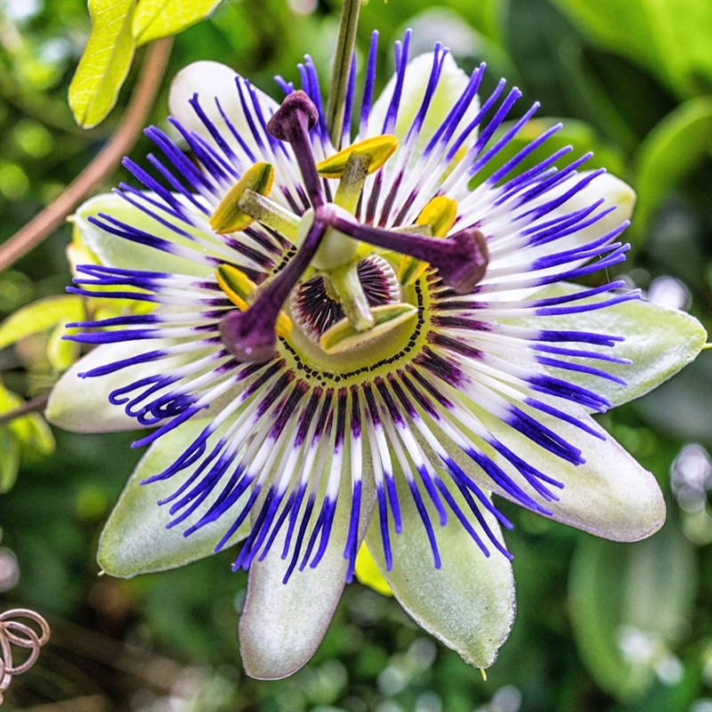 بذر گل ساعتی بسته 5 عددی Blue Passion Flower Passiflora caerulea Seeds –  South Seed Bank بانک بذر جنوب