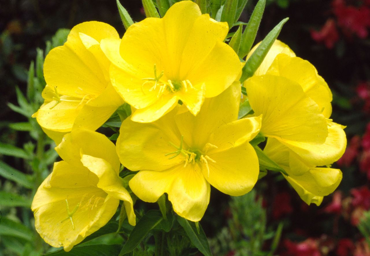 بذر گل مغربی زرد دارویی بسته 50 عددی Yellow Evening Primrose Seeds  Oenothera biennis Seeds – South Seed Bank بانک بذر جنوب