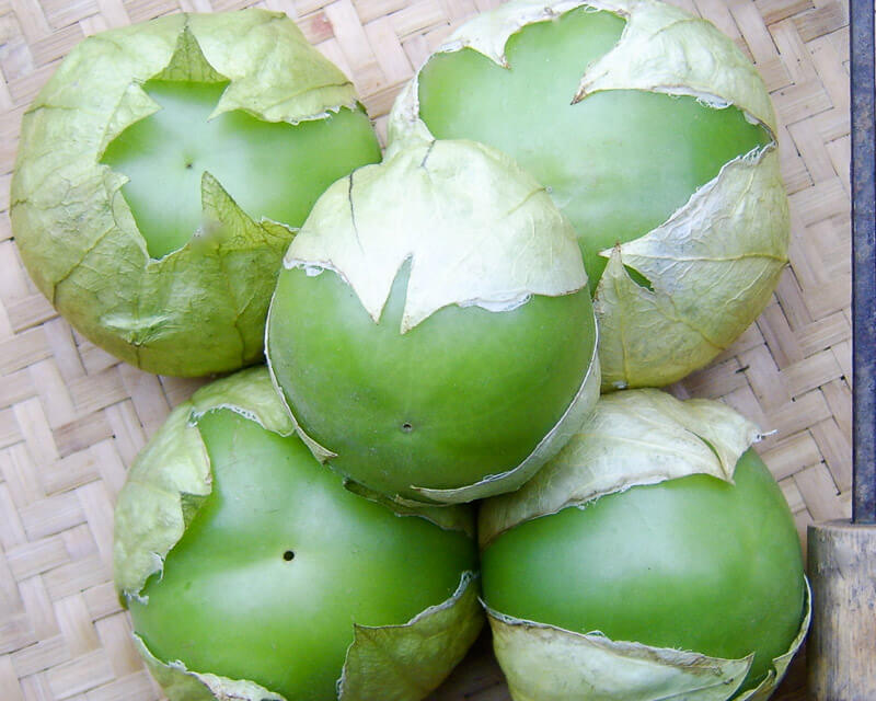 Physalis philadelphica