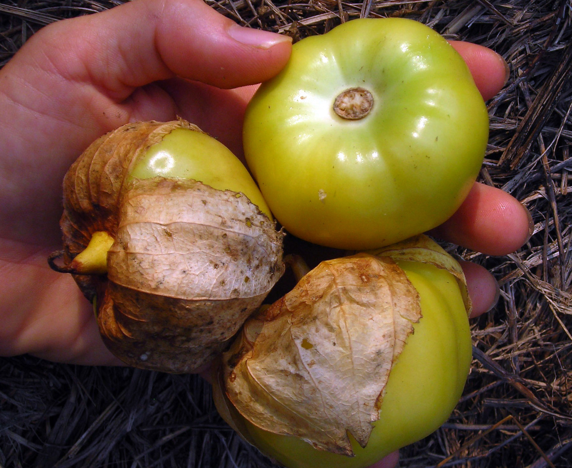 Physalis philadelphica-tomatillo