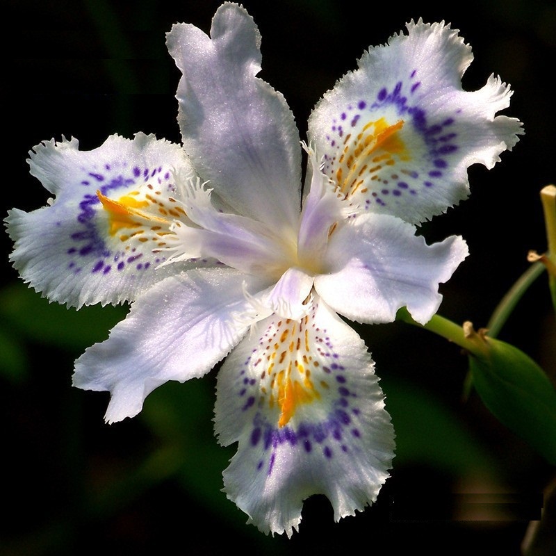 Iris