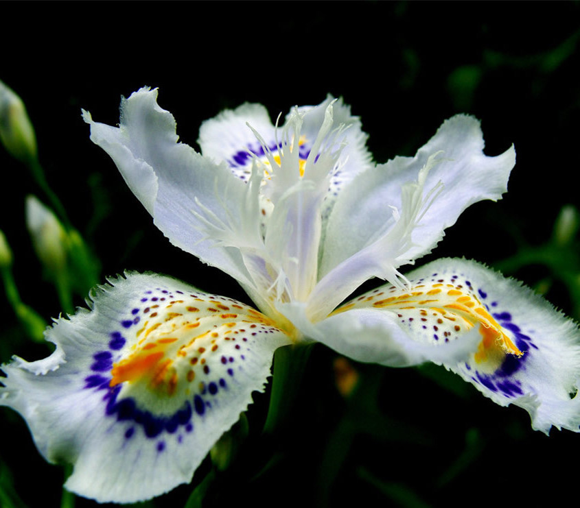 Iris-Japonica