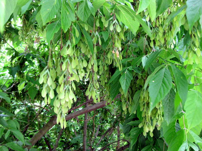 Acer negundo - Boxelder aka Ash-leaf Maple
