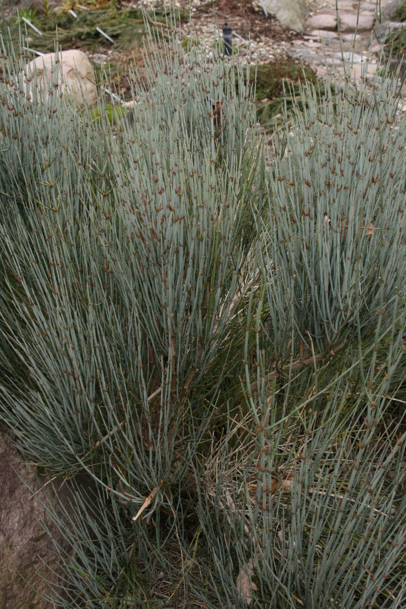 800px-Ephedra-intermedia-habitus