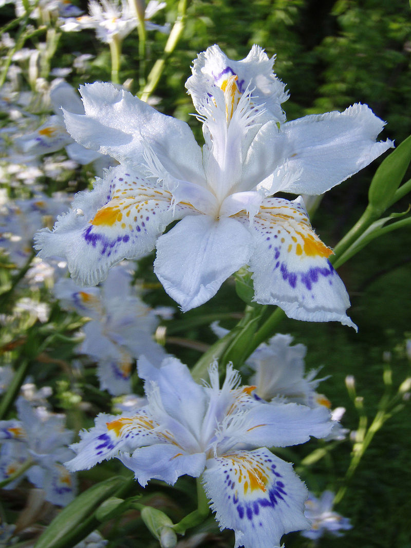 800px-Iris_japonica3