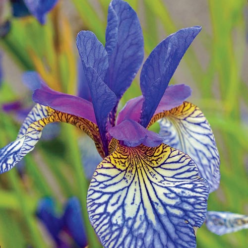 Iris sibirica