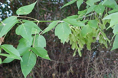Acer-negundo-1-USFWS-BES