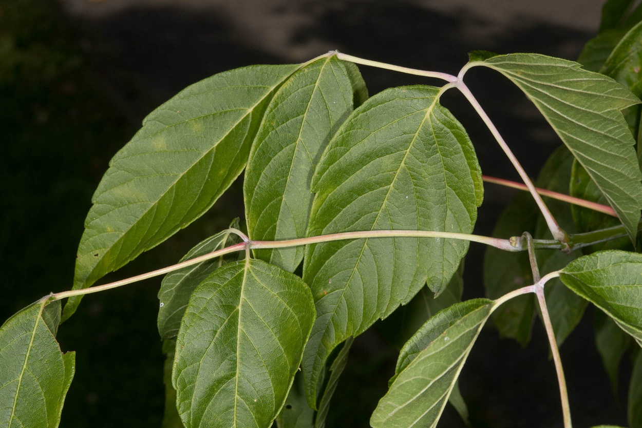 Boxelder (Acer negundo)