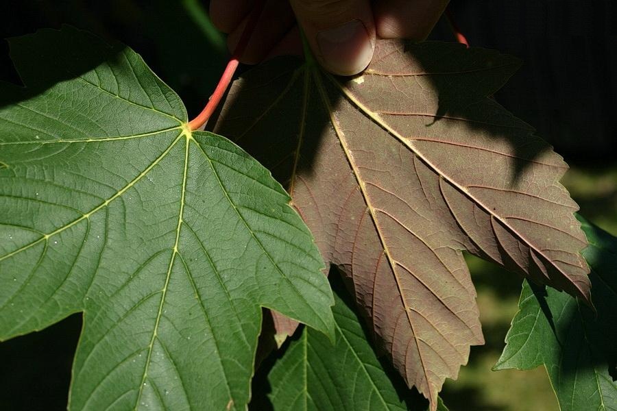 Acer_pseudoplatanus_f_purpureum_Li_45362_levels_resize_sharp