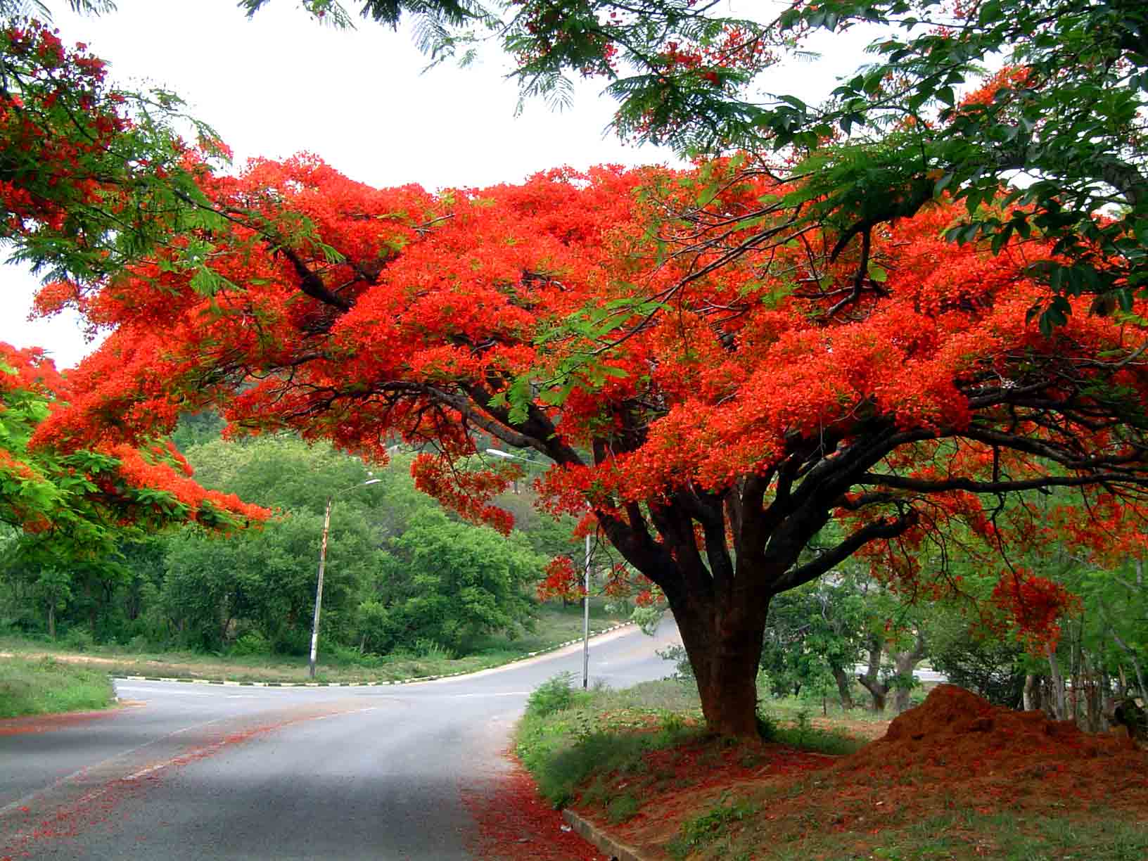 Delonix Regia