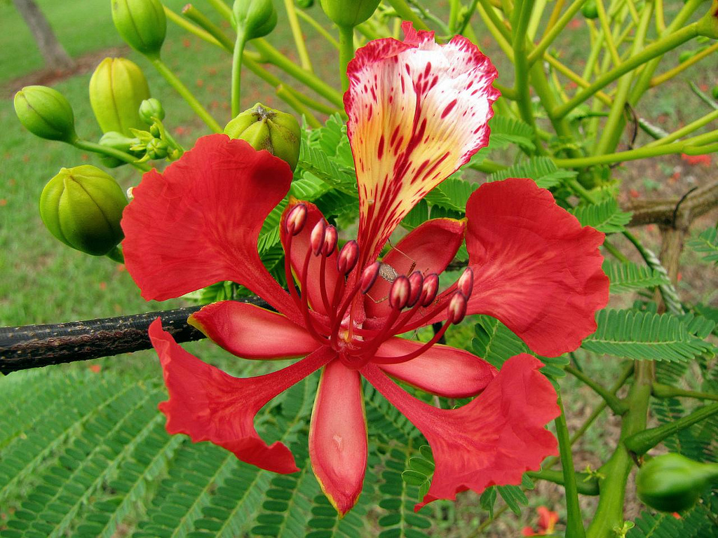 Delonix-regia (2)