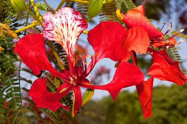 Delonix_regia_02_Fl_main_web_2015