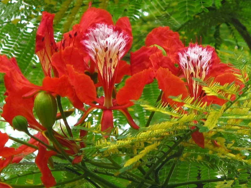 Free-Shipping-20seeds-lot-Bonsai-Delonix-Regia-Shrub-Flame-Tree-Seeds-Royal-Poinciana-Tree-Flamboyant-Seeds