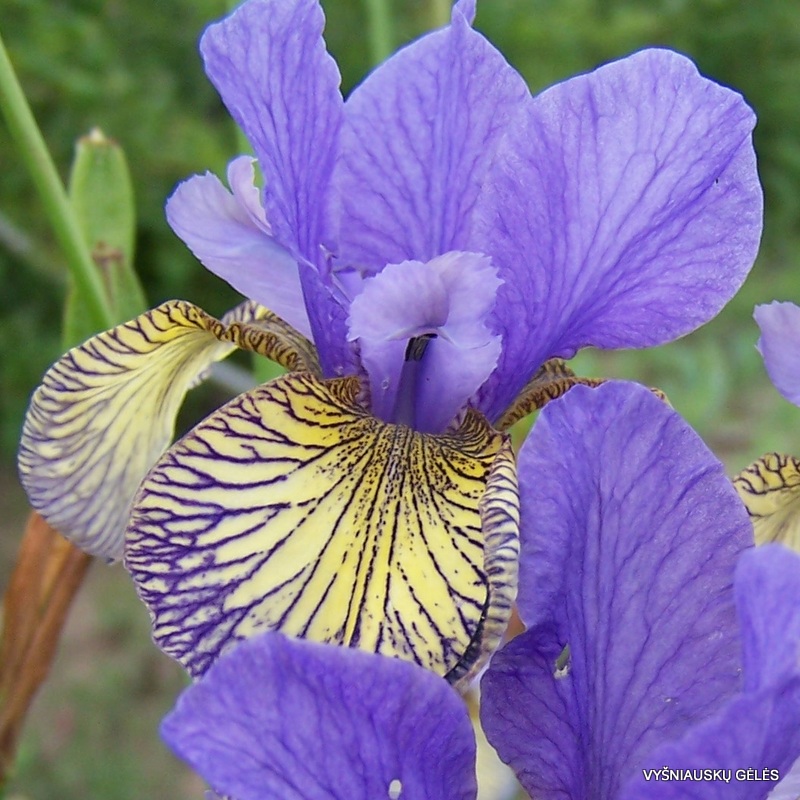 Iris-sibirica