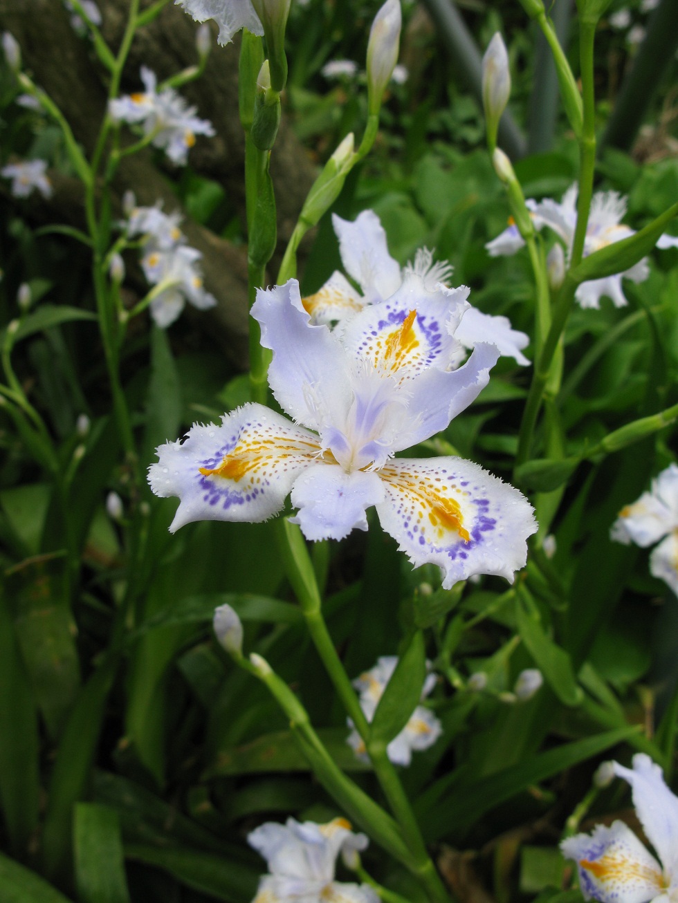 Iris_japonica_5
