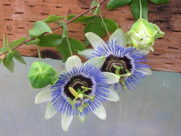 Passiflora-caerulea-Clear-Sky