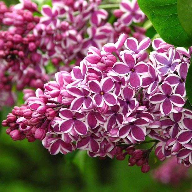 بذر یاس خوشه ای بنفش بسته 5 عددی Purple Lilac Seeds Syringa vulgaris  'Purple' Seeds – South Seed Bank بانک بذر جنوب