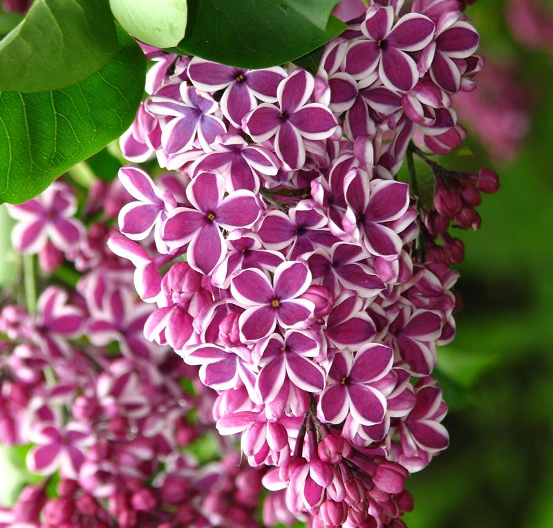 Syringa-vulgaris-Sensation