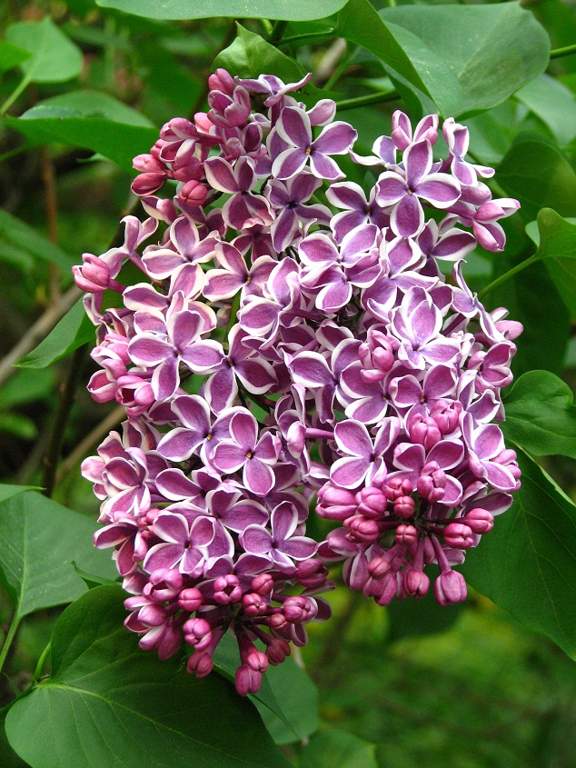 بذر یاس خوشه ای بنفش بسته 5 عددی Purple Lilac Seeds Syringa vulgaris  'Purple' Seeds – South Seed Bank بانک بذر جنوب