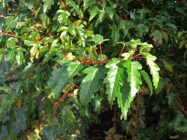 acer-ginnala-p-image-30235-grande