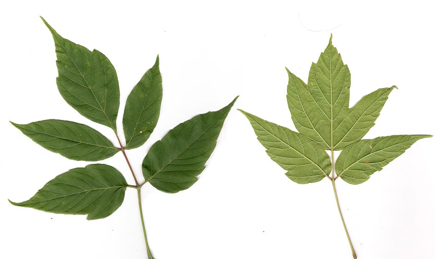 acer-negundo-box-elder-front2