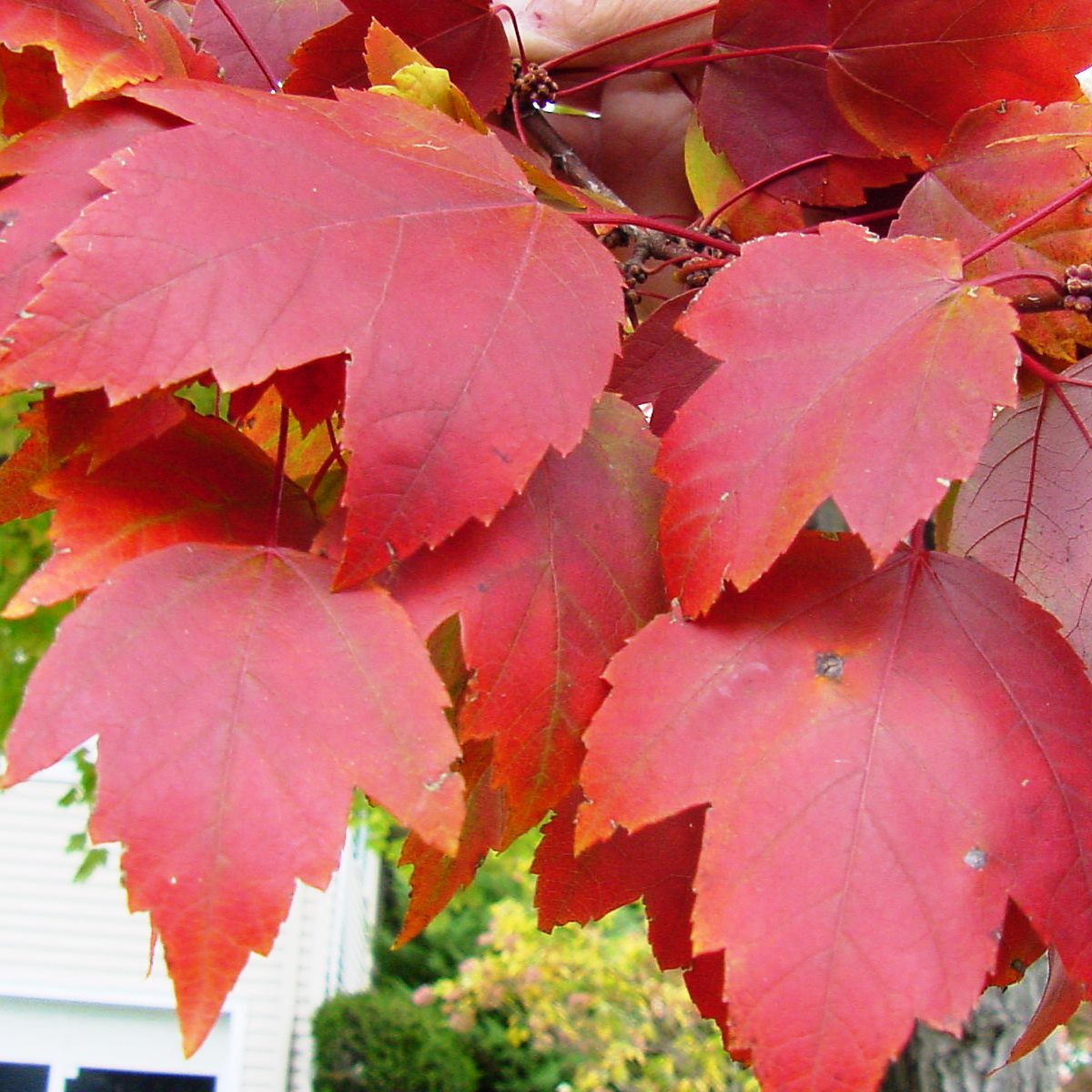 Фото листьев кустов с названиями. Acer rubrum (клен красный) 'Red Sunset'. Клен rubrum листья. Acer rubrum лист. Клен ред Сансет листья.