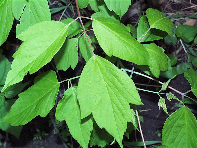 box-elder-tree-isu-forestry-extension-tree-identification-boxelder-acer-negundo