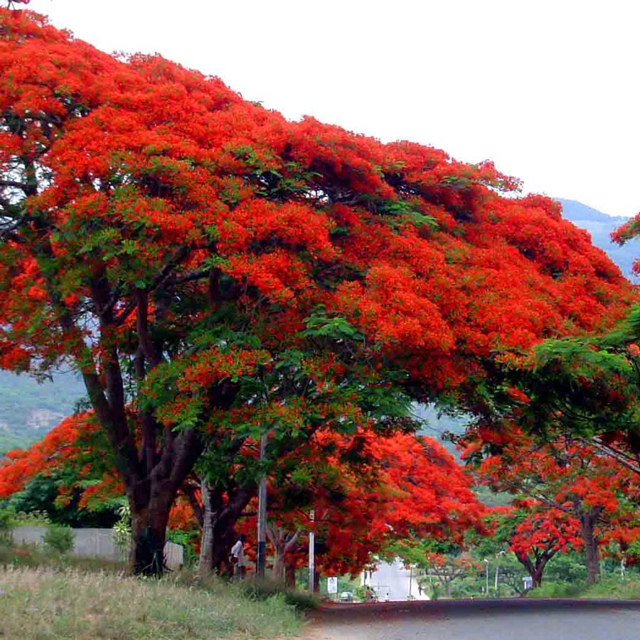 delonix-regia