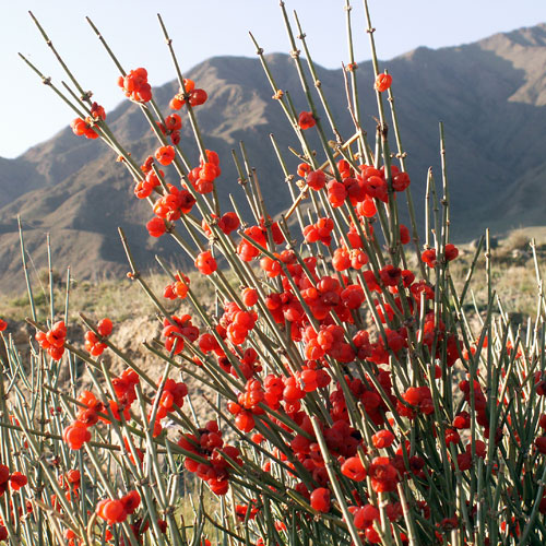 ephedra-intermedia