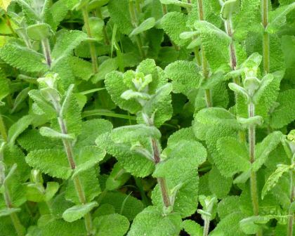 mentha-suaveolens