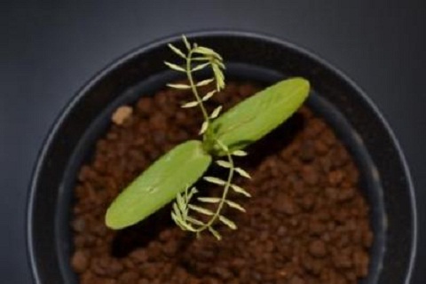 post-26752-0-37738300-1362519743_thumb