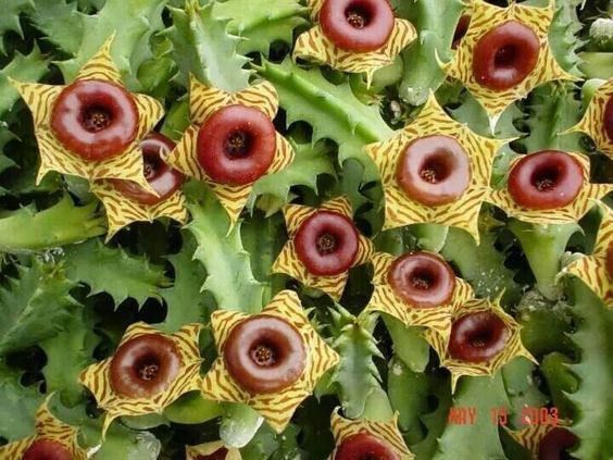 377c2058977fcb24bd0cb15c77d347d5