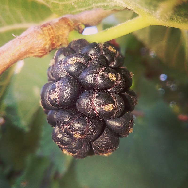 800px-ثمرة_توت