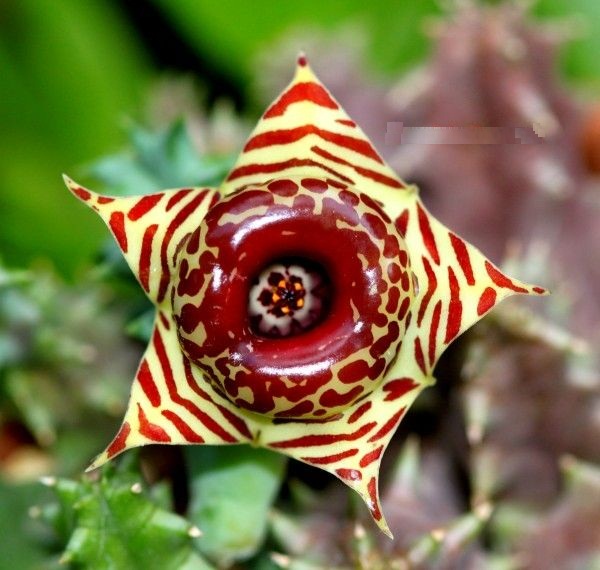 Huernia-Zebrina