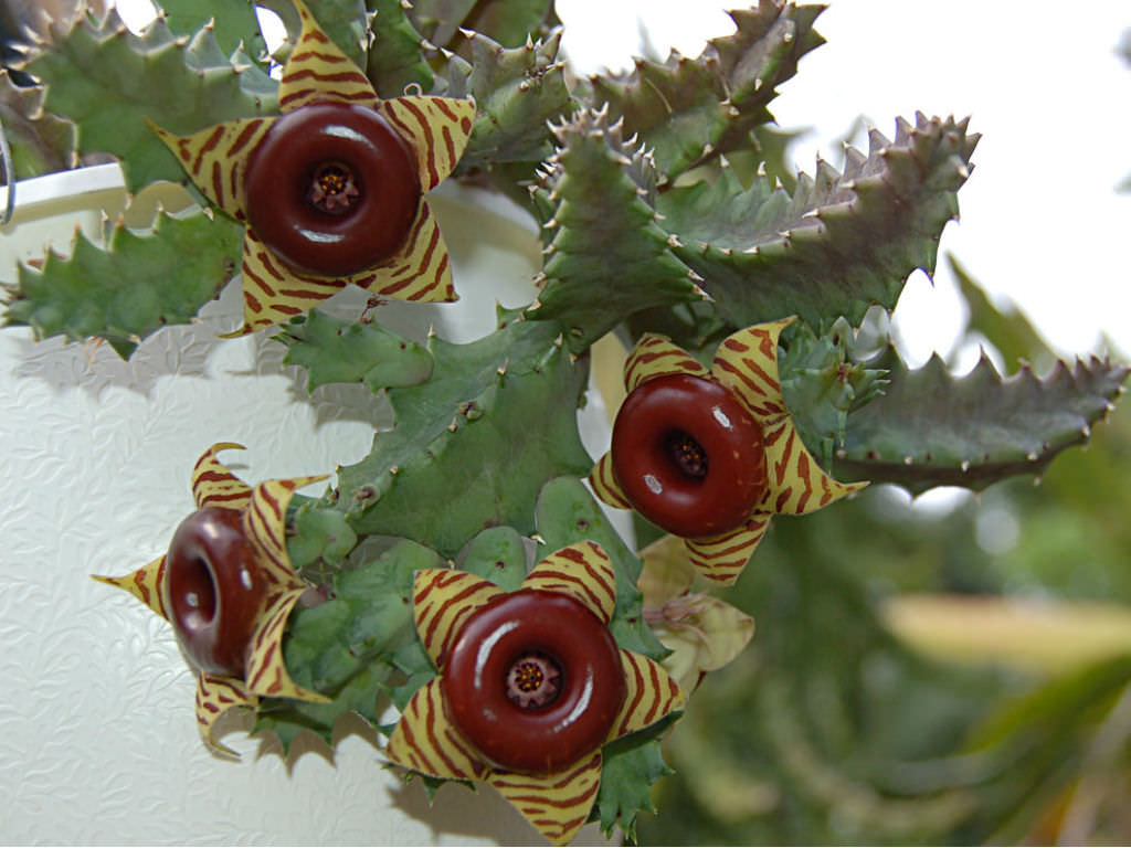 Huernia-zebrina-Little-Owl-Eyes-Zebra-Stripped-Huernia1
