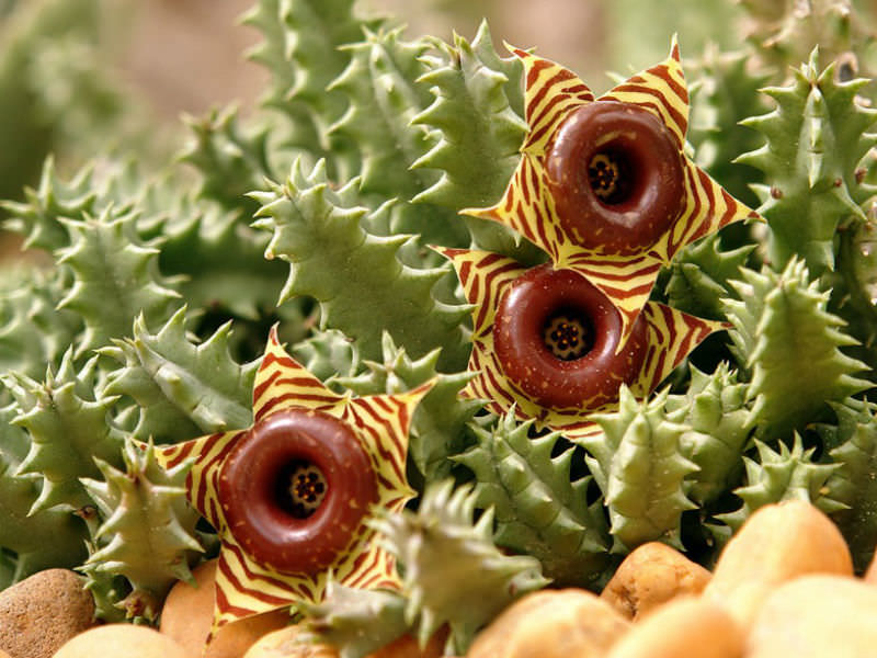 Huernia-zebrina-Little-Owl-Eyes-Zebra-Stripped-Huernia4