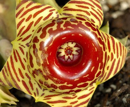 Huernia_zebrina-max-500