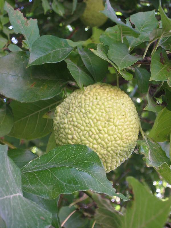 Maclura_pomifera2
