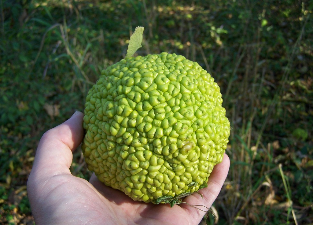 Osage_orange_1