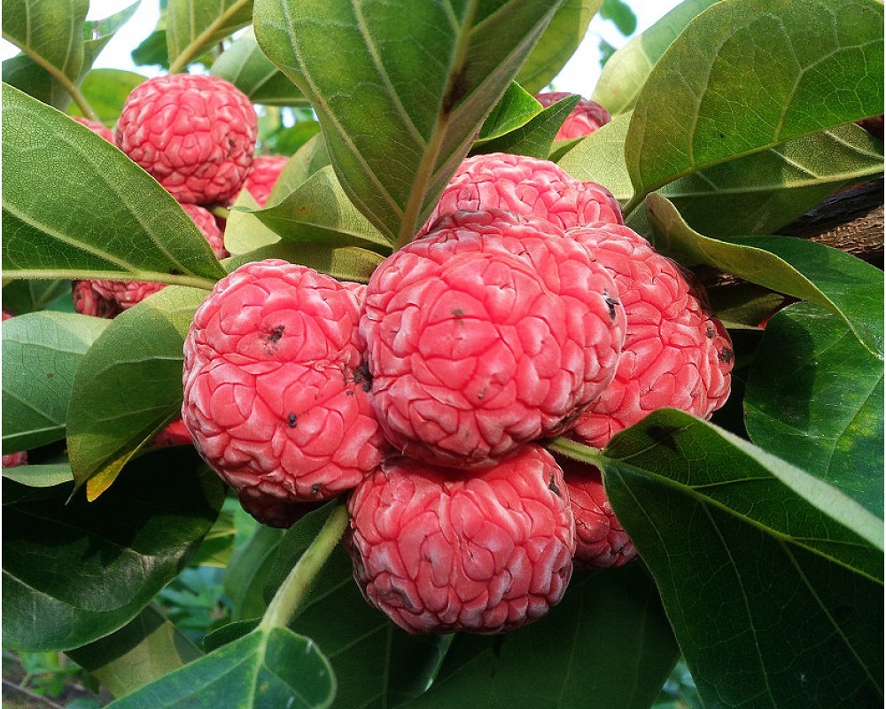 cudrania-seedless-1000x800