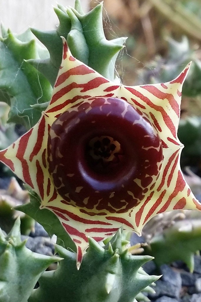 huernia_zebrina_1