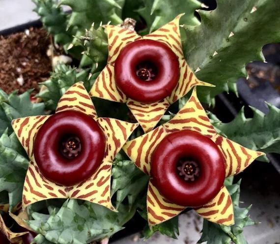 il_570xN.1296378121_imnb