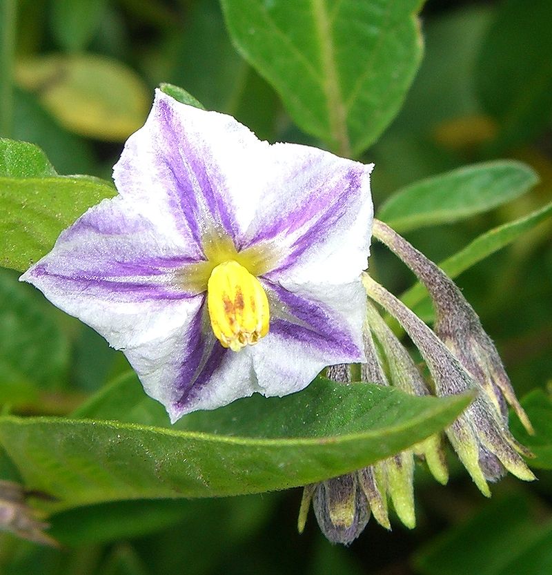 800px-Solanum_muricatum_(3)