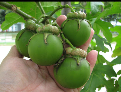 IMG_1684_igot_handful