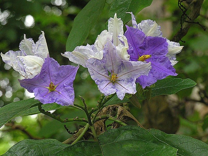 Solanum_wrightii,_the_Brazilian_Potato_Creeper