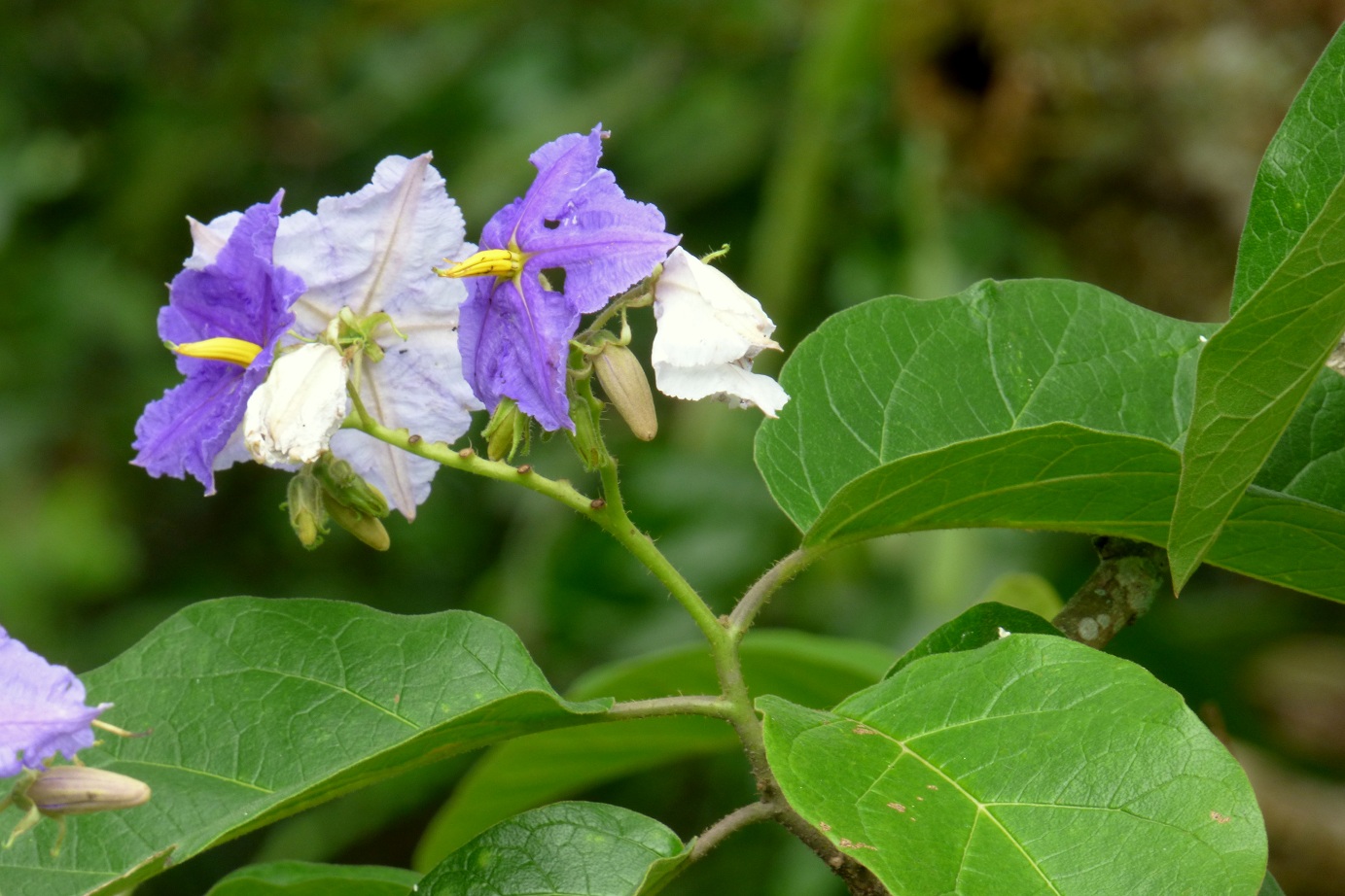 Tachuelo_-_Lulo_arbóreo_(Solanum_wrightii)_-_Flickr_-_Alejandro_Bayer_(1)