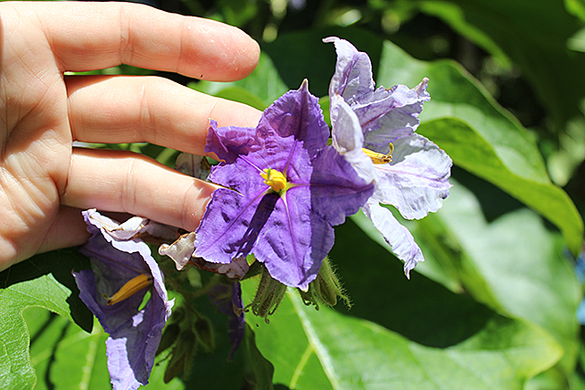 solanum-wrightii-flowers-022113-640